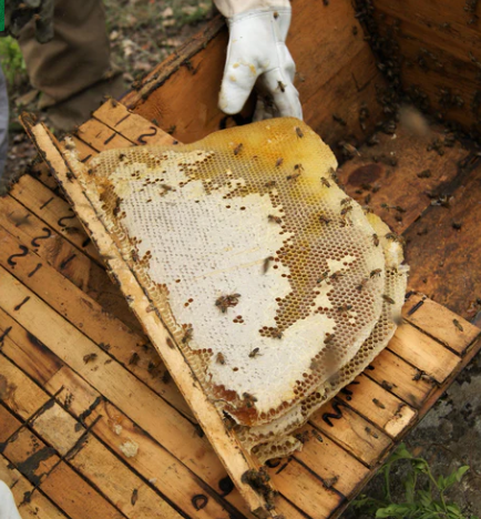 Dark Woodland Honey